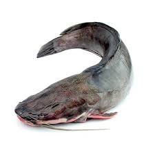 Catfish (500–800g)