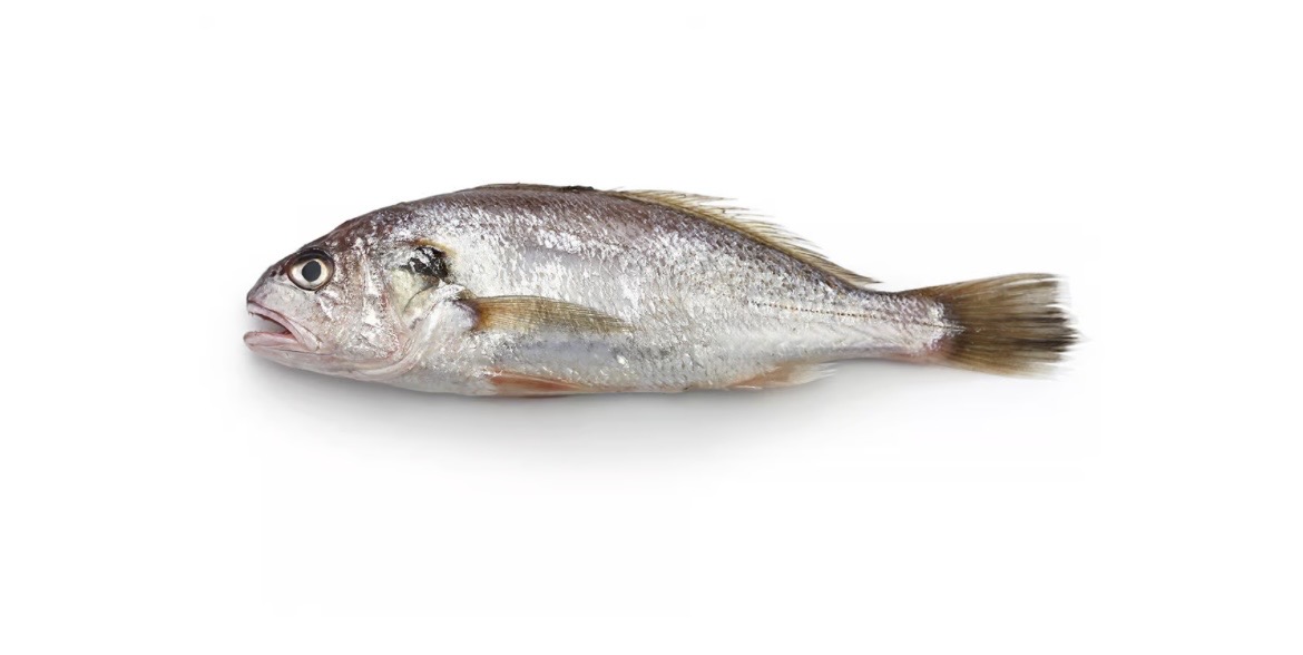 Croaker (large size)