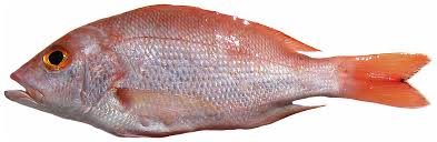 Snapper Red Fish