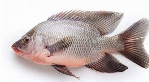 Tilapia 300 - 500g