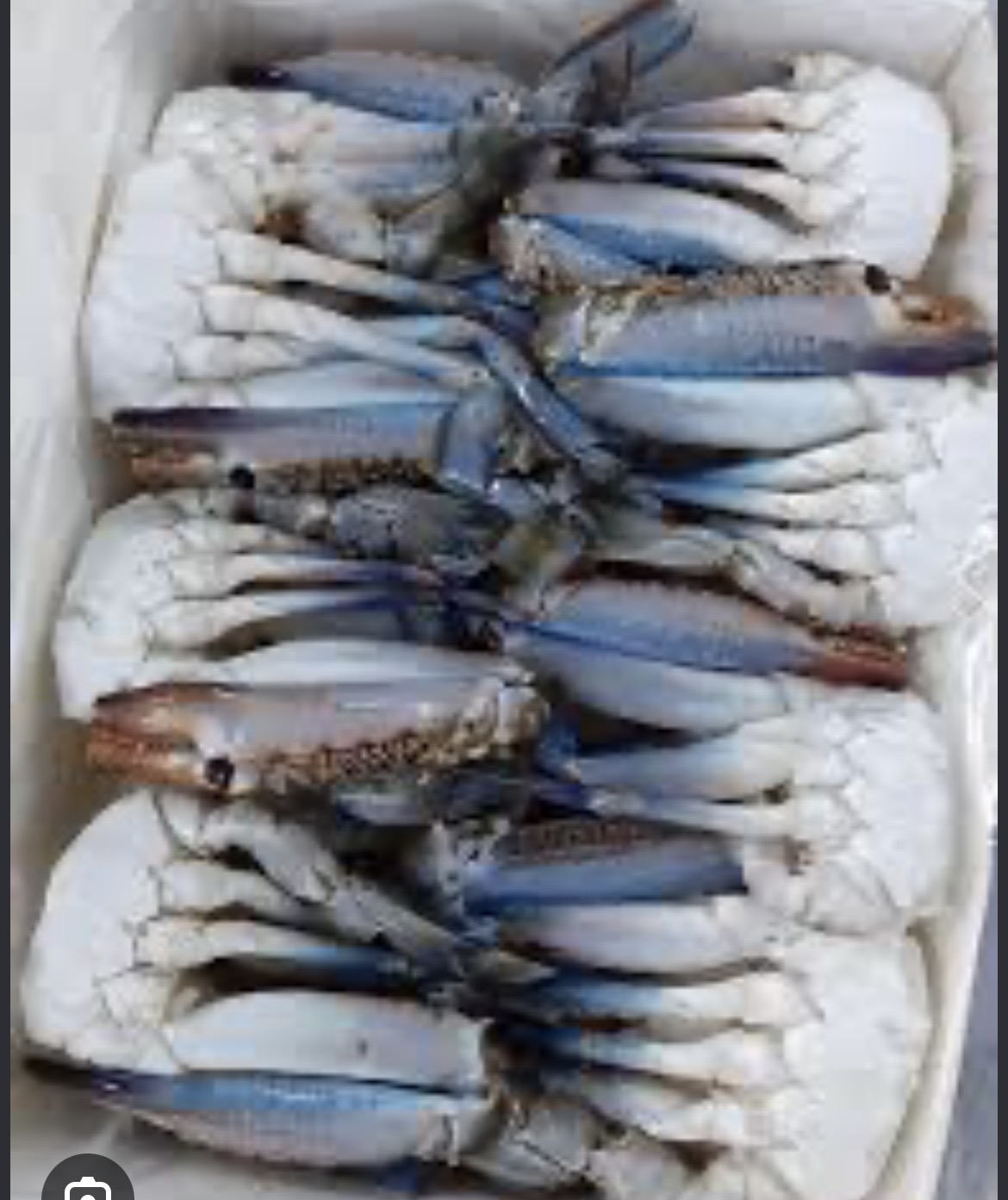 Crab