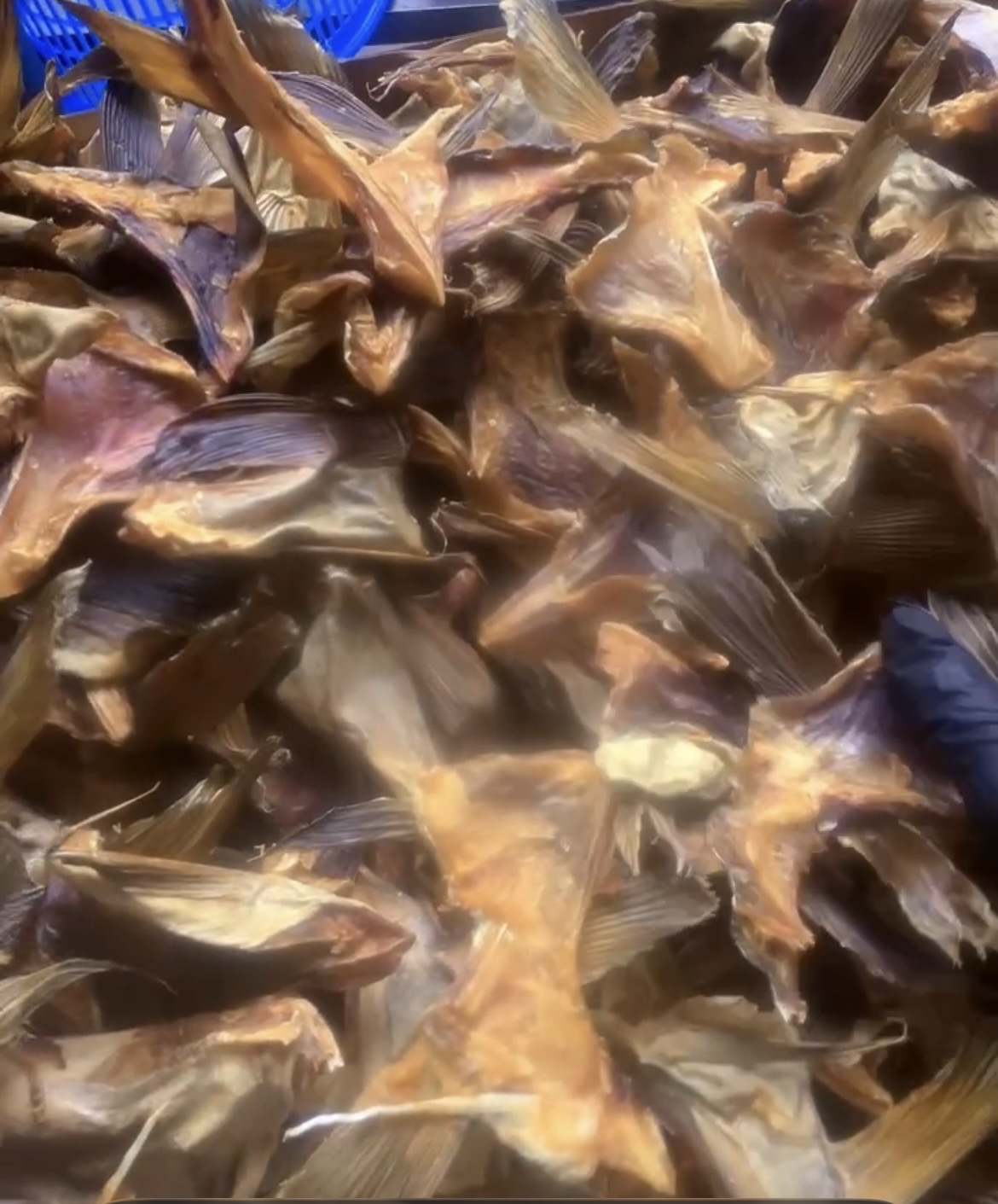 Stockfish Collarbone