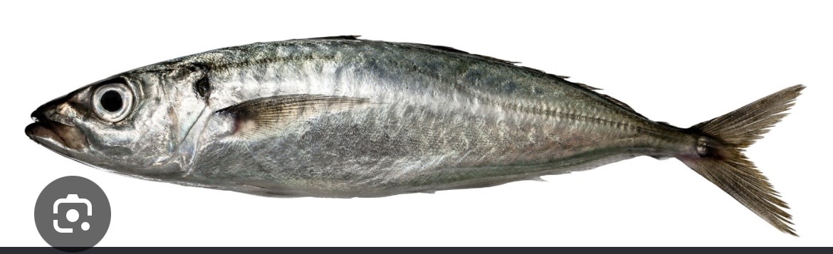 Horse mackerel/ kote