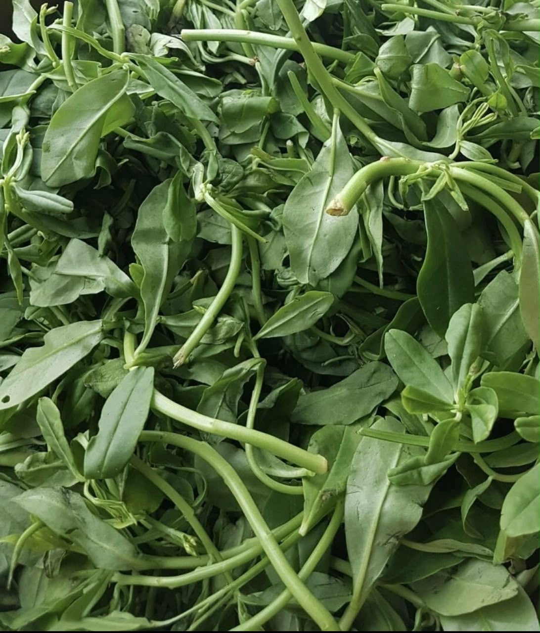Water leaf (weekly preorder)