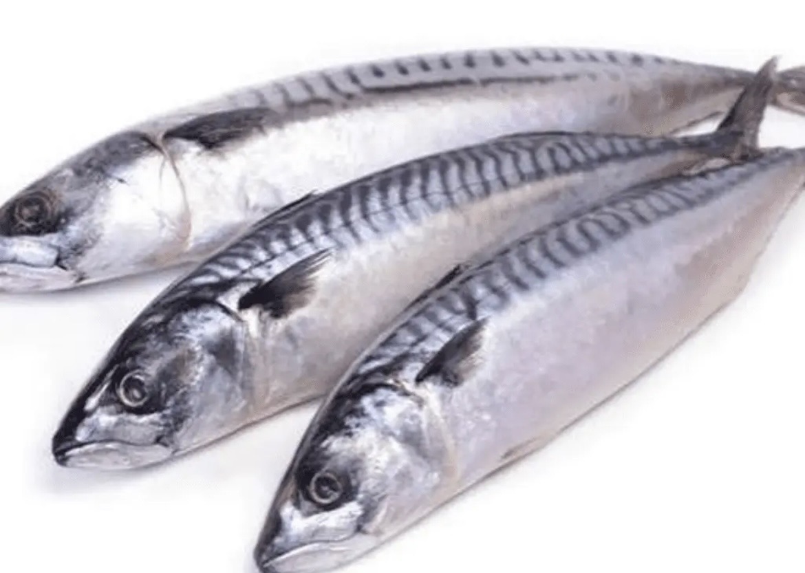 Mackerel/Titus