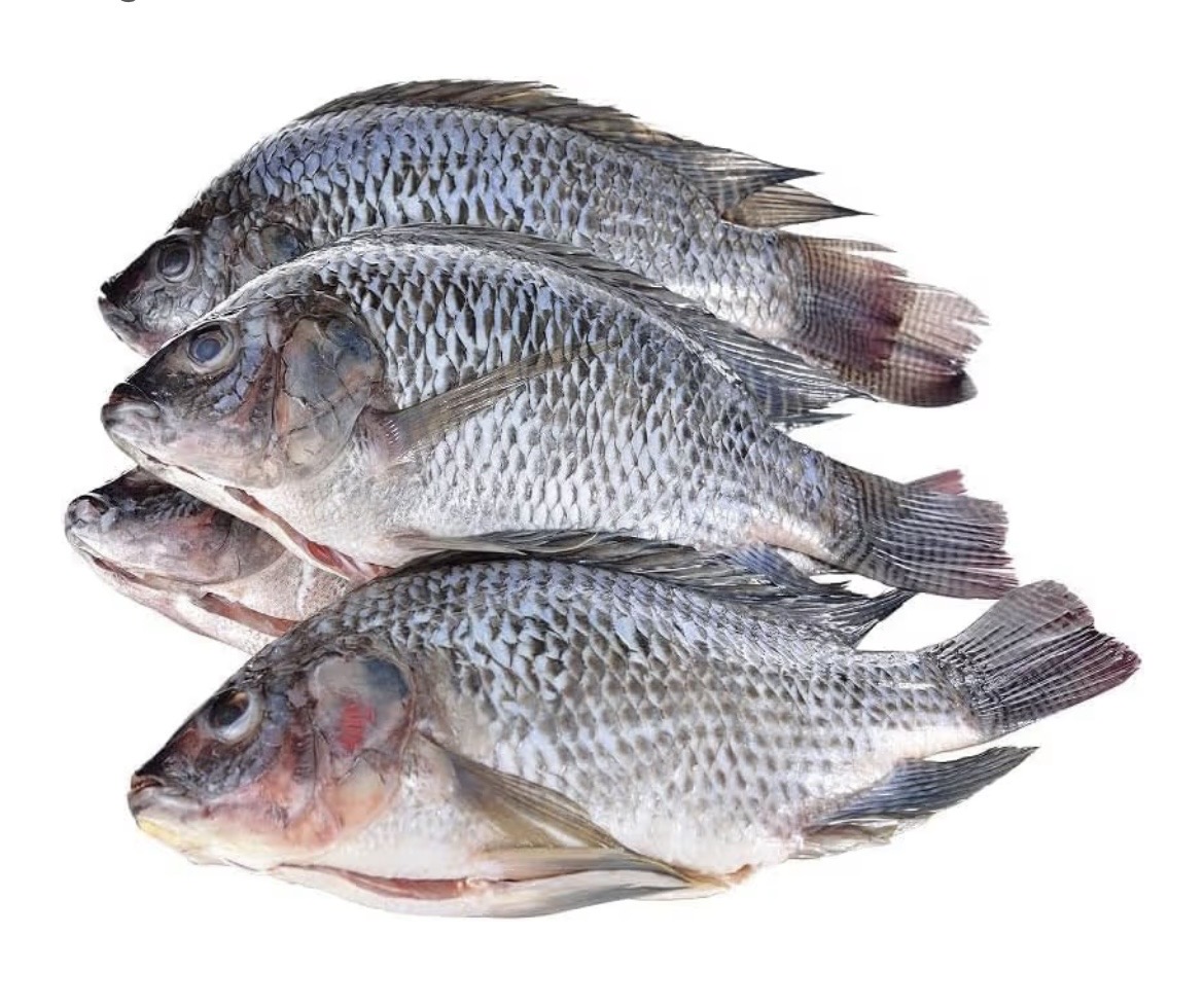 Tilapia 500 - 800g
