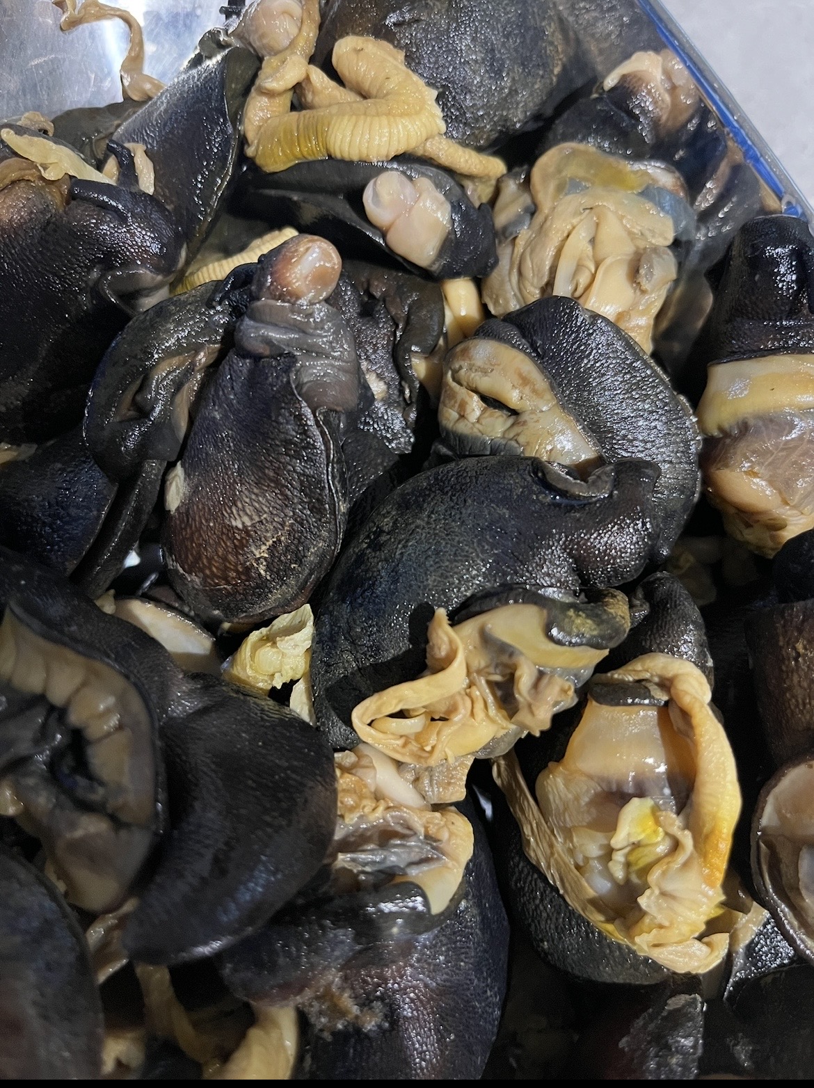 Snails (Medium sizes)