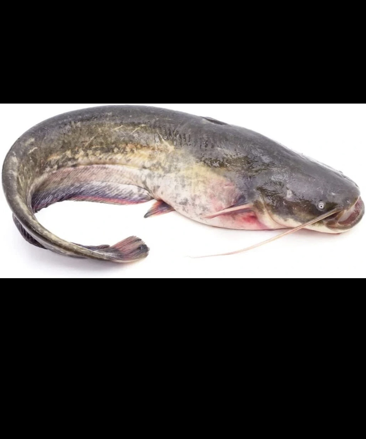 Fresh water Catfish (800g+)